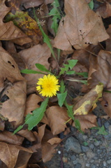 Taraxacum officinale