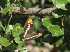 Adelpha bredowii