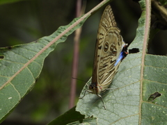 Morpho sulkowskyi