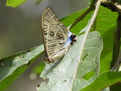 Morpho sulkowskyi