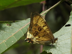 Morpho sulkowskyi