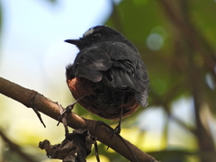 Ochthoeca cinnamomeiventris