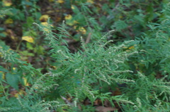 Artemisia vulgaris