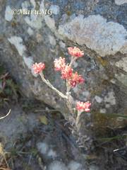 Pseudognaphalium roseum