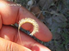Bouteloua scorpioides