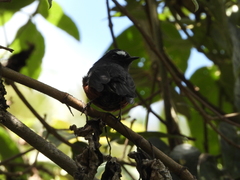 Ochthoeca cinnamomeiventris