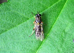 Solva marginata
