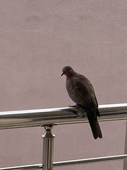Streptopelia senegalensis