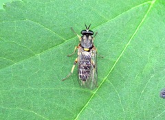 Solva marginata