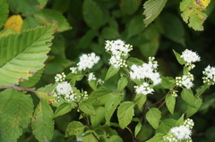 Ageratina altissima