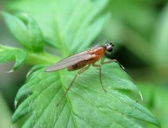 Lonchoptera bifurcata