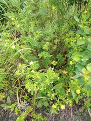 Potentilla chinensis