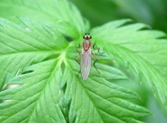 Lonchoptera bifurcata