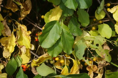 Celastrus orbiculatus