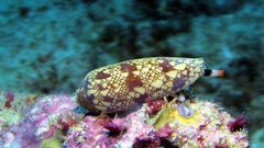 Conus auricomus image