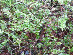 Vaccinium confertum