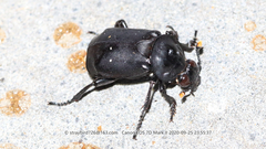 Nicrophorus concolor