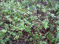 Vaccinium confertum