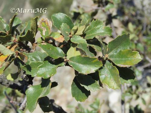 Quercus potosina