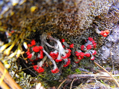 Cladonia jaliscana