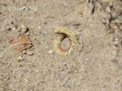Bouteloua scorpioides