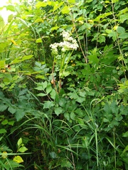 Angelica cincta