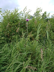 Cirsium maackii