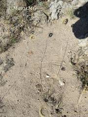 Bouteloua scorpioides