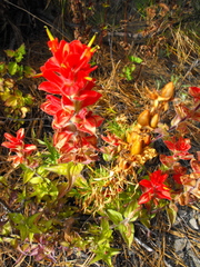 Castilleja cryptandra