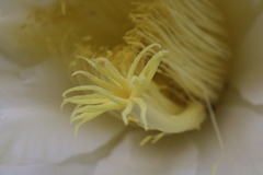 Selenicereus costaricensis