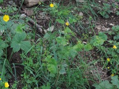 Smyrnium perfoliatum perfoliatum