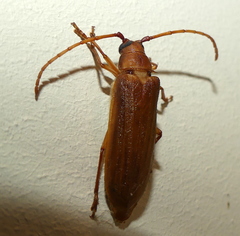 Delocheilus