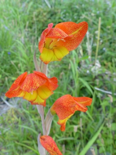 Gladiolus dalenii image