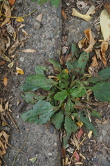 Plantago major