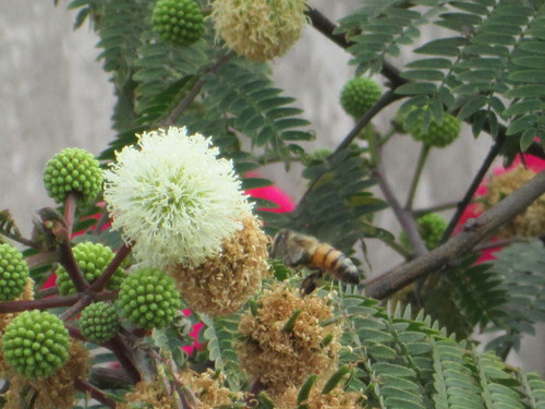 photo of Western Honey Bee (Apis mellifera)