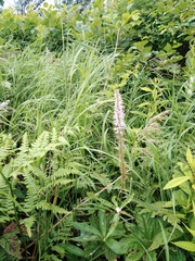 Veronicastrum sibiricum