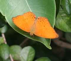 Cirrochroa tyche mithila