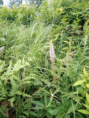 Veronicastrum sibiricum