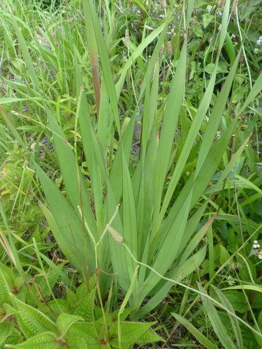 Gladiolus dalenii image