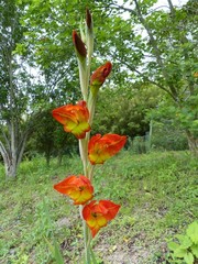 Gladiolus dalenii image