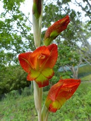 Gladiolus dalenii image