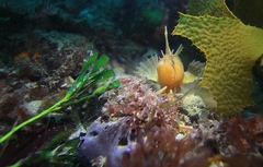 Cristiceps australis