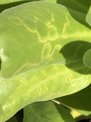 Cucumber mosaic virus