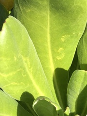 Cucumber mosaic virus
