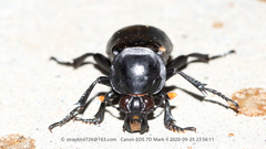 Nicrophorus concolor