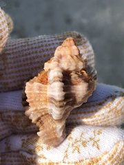 Phyllonotus pomum image