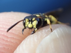 Cerceris quadricincta