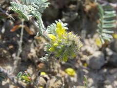 Dalea lutea