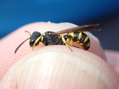 Cerceris quadricincta