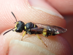 Cerceris quadricincta